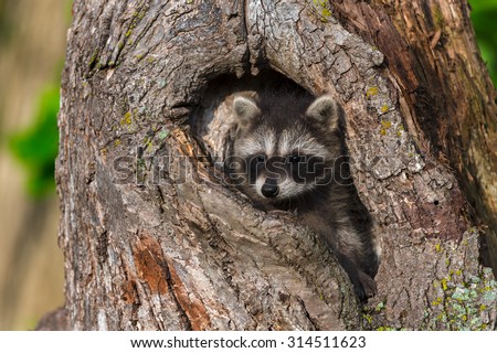 Young Raccoon (Procyon lotor) Hides in Knothole - captive animal