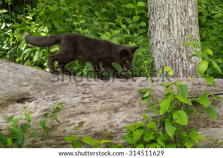 Young Silver Fox (Vulpes vulpes) Moves Right Atop Log - captive animal