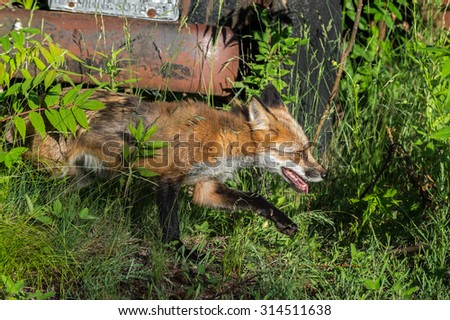 Red Fox Vixen (Vulpes vulpes) Runs by Bumper of Old Vehicle - captive animal