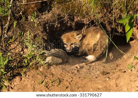 Red Fox Kit (Vulpes vulpes) Hides in Den - captive animal