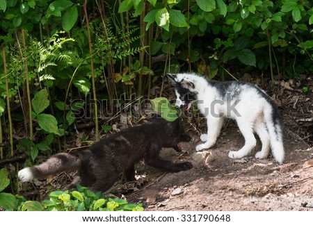 Silver Fox and Marble Fox (Vulpes vulpes) Play at Densite - captive animals