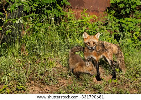 Red Fox Vixen and Kit (Vulpes vulpes) Stand Near Old Truck - captive animals