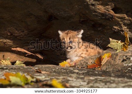 Female Cougar Kitten (Puma concolor) Hides - captive animal