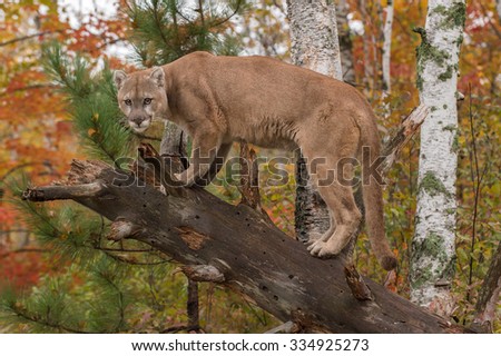 Adult Male Cougar (Puma concolor) Glares from Downed Tree - captive animal