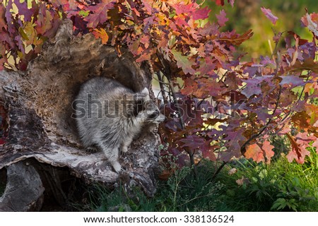 Raccoon (Procyon lotor) Looks Right from Log - captive animal