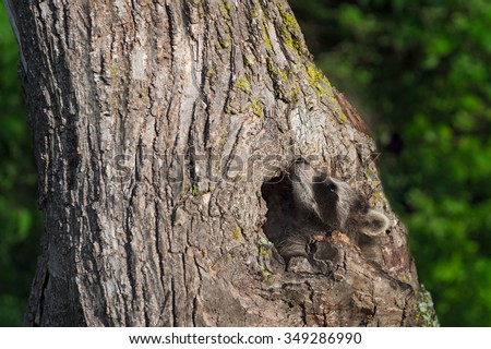 Young Raccoon (Procyon lotor) Looks Up Tree - captive animal