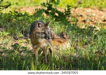Grey Fox Vixen (Urocyon cinereoargenteus) Looks Right - captive animal