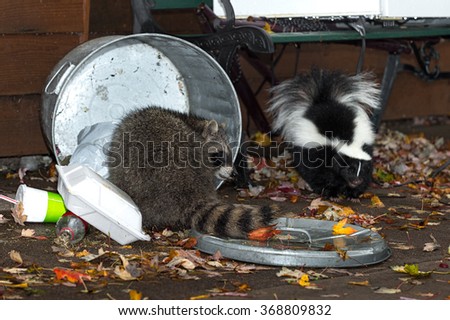 Raccoon (Procyon lotor) and Skunk (Mephitis mphitis) Raid Trash - captive animals