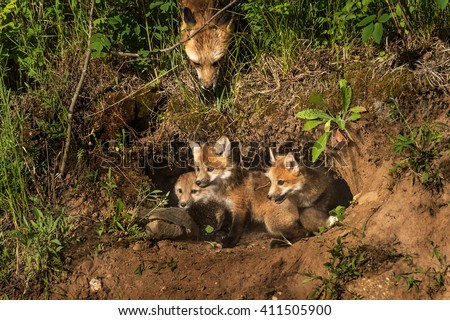 Red Fox Kits in Den (Vulpes vulpes) Mother Watching from Above - captive animals