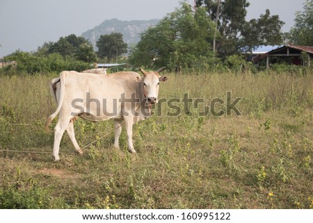 local cattle farming
