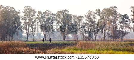 Charred trees and ground after forest fire