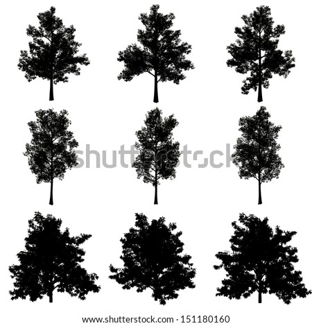 Three trees perspectives black silhouette (alpha channel) on white background