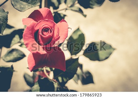 Red rose with vintage filter effect