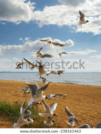 a flock of birds flying up on the sandy sea coast, against a blue sky with clouds