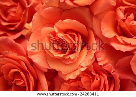 Bouquet of red roses, background