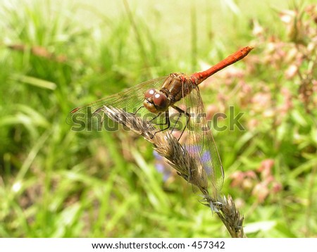 Dragonfly. The Moscow area