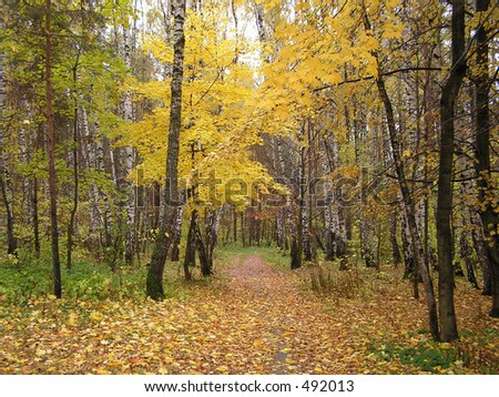 Autumn wood. The Moscow area.