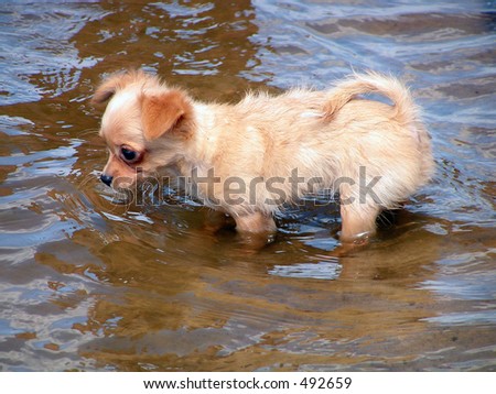 The puppy. The small dog is afraid some water.