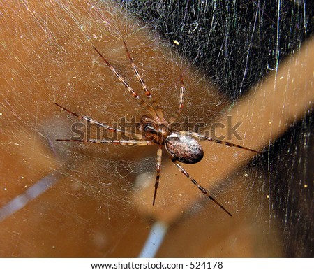 Spider on a web. In a dark closet.