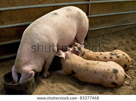 Farm yard mother pig eating from a trough with two spotted piglets feeding