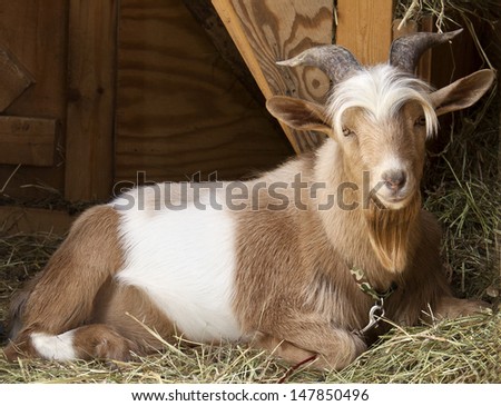 Cute billy goat with horns and big ears on a farm in Maine