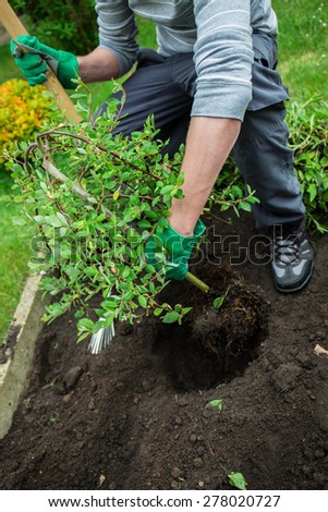 a man plants a tree
