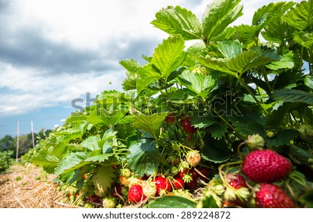 Picking strawberries in a strawberry field