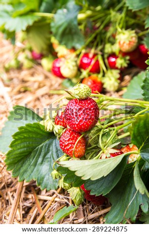 Picking strawberries in a strawberry field