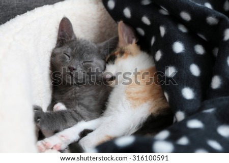 Two sweet kittens take a nap