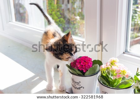 Turkish Van cat smelling the flower