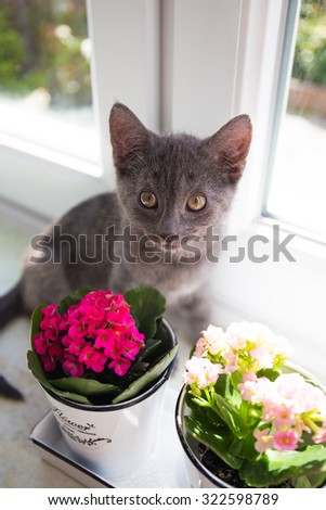 Russian Blue cat smelling the flower