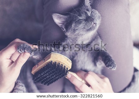 Sweet cat is brushed