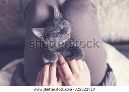 Sweet Kitten taking a nap