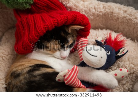 Tired kitten cuddles with stuffed animal