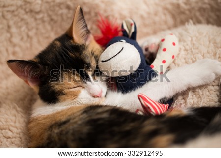 Tired kitten cuddles with stuffed animal