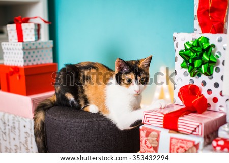 A cute cat with christmas presents