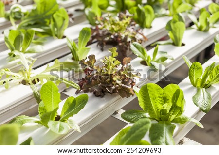Green house plants