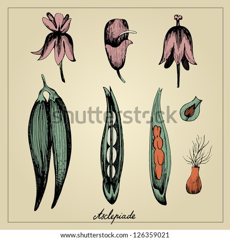 Vintage flower botanical illustration
