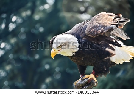 A view of an eagle as it looks for prey.