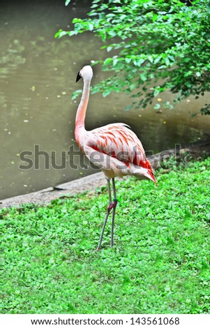 A flamingo surveys its domain---a pond it calls home.