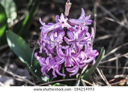A lavender hyacinth enjoys the sun of spring and displays its glorious color as well as design and pattern of the mathematics of nature.