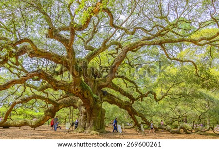 Charleston, SC, USA-April 2-Tourists flock around the Angel Oak Tree in Charleston, SC on April 2, 2015.  The Angel Oak is estimated to be around 500 years old is 66.5 feet tall.