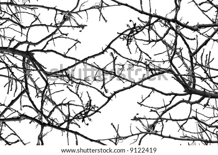 stock photo : Leafless tree branches background pattern. Black and white.