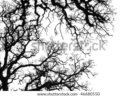 stock photo : Oak tree branches silhouette. Black and white.