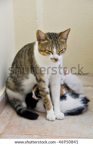 stock photo : Cat mother with her young sleeping kittens.