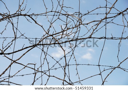 Barbed Wire Abstract