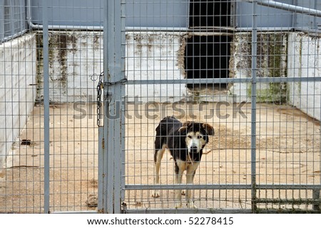 Caged dog guarding the entrance of an abandoned warehouse.