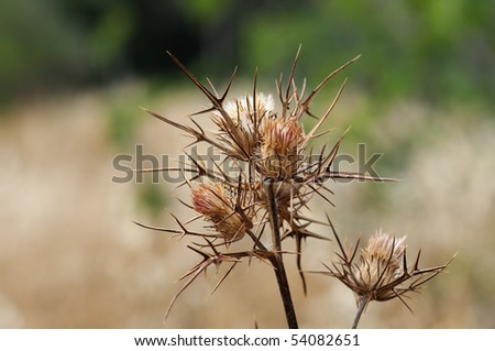Withered thorny thistle plant. Abstract background.