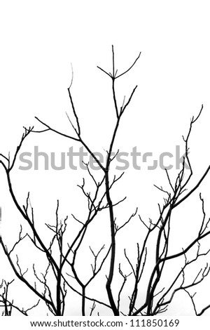 black leafless tree
