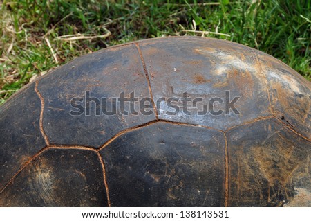 Aldabra giant tortoise shell background. Reptile animal macro.